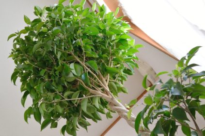 Ficus