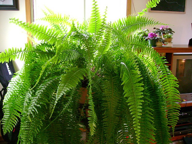 Nephrolepis