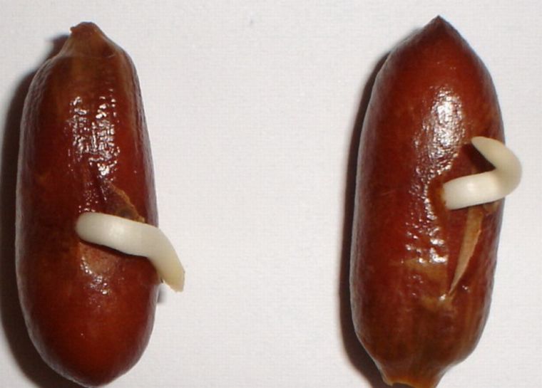 graines germées