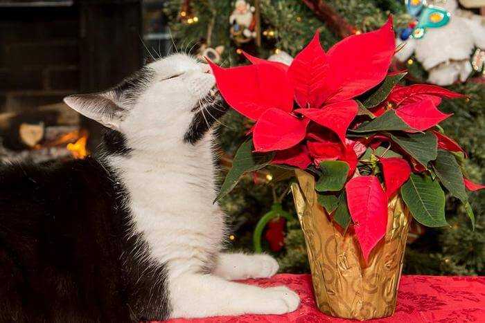 Stella di Natale e gatto