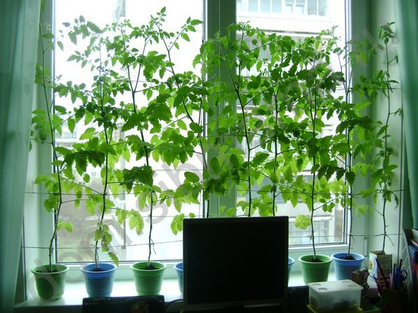 Tomatensämlinge