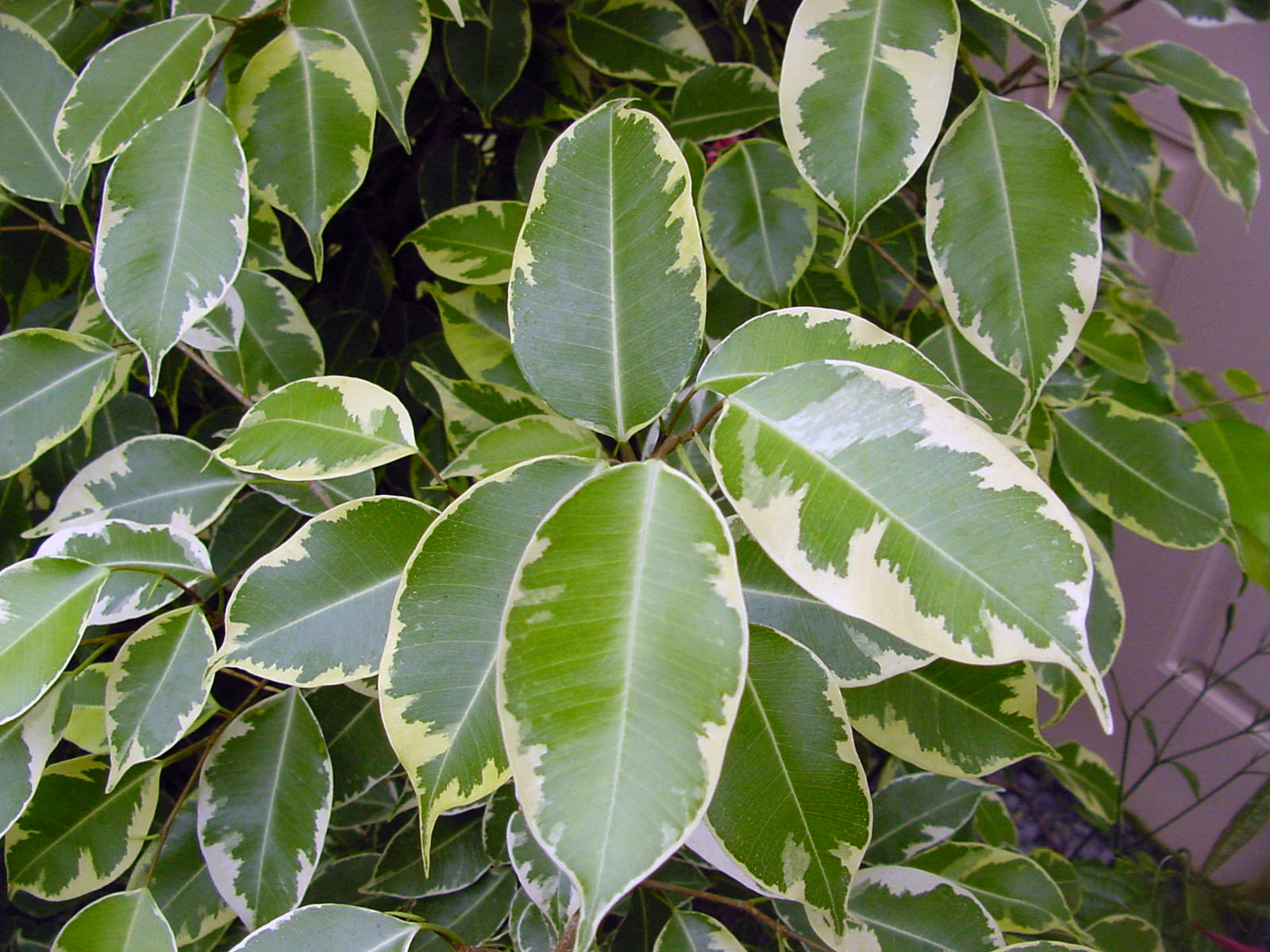 Ficus