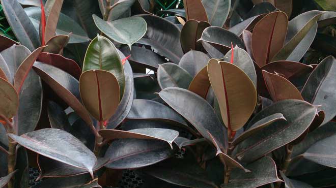Robusta