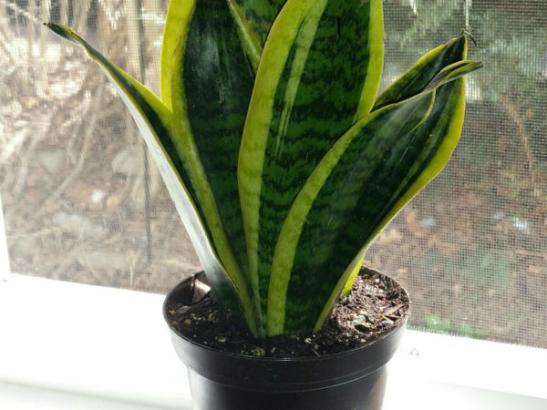 Dreispurige Sansevieria