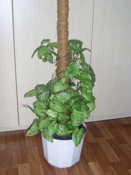 Υποστήριξη για syngonium