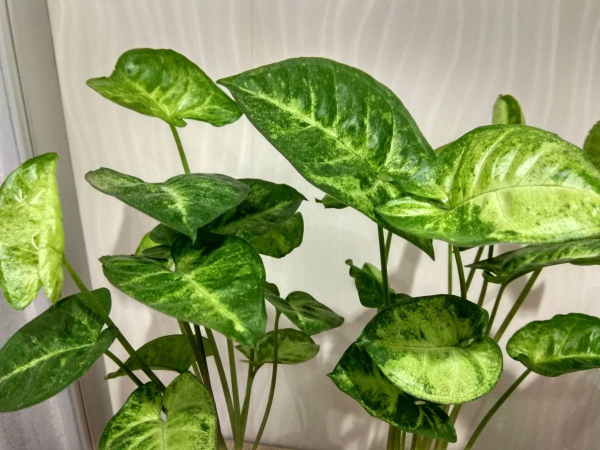 Syngonium auriculatum