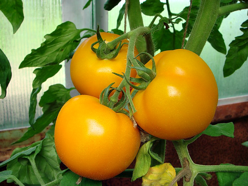 tomates jaunes sucrées