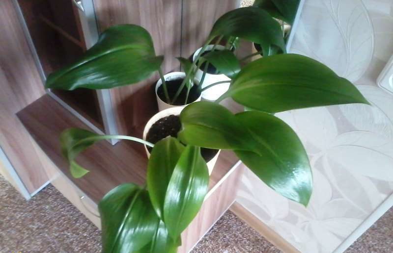 Eucharis non fiorisce