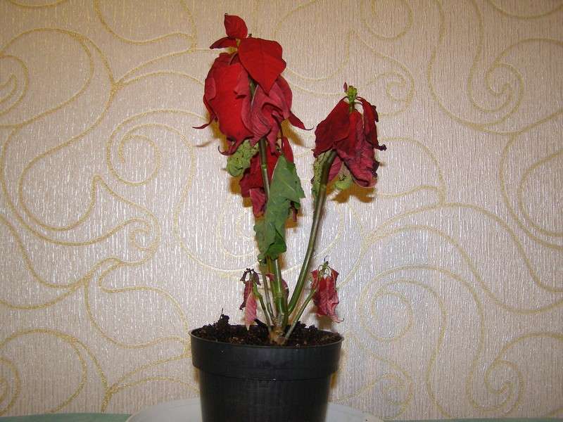 appassimento dei fiori