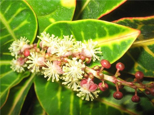 Croton en fleurs