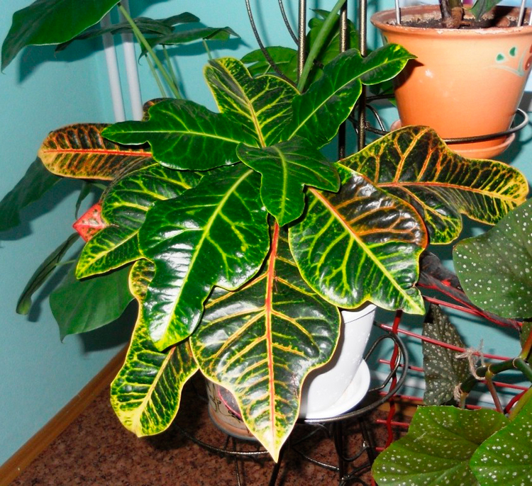 Croton