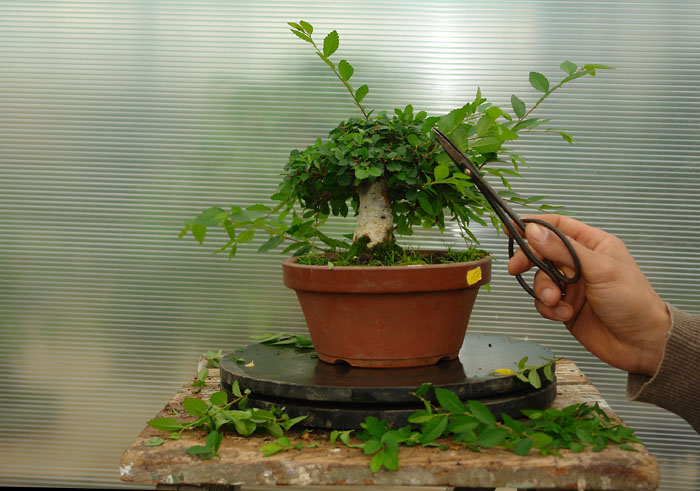 Beschneiden eines Ficus