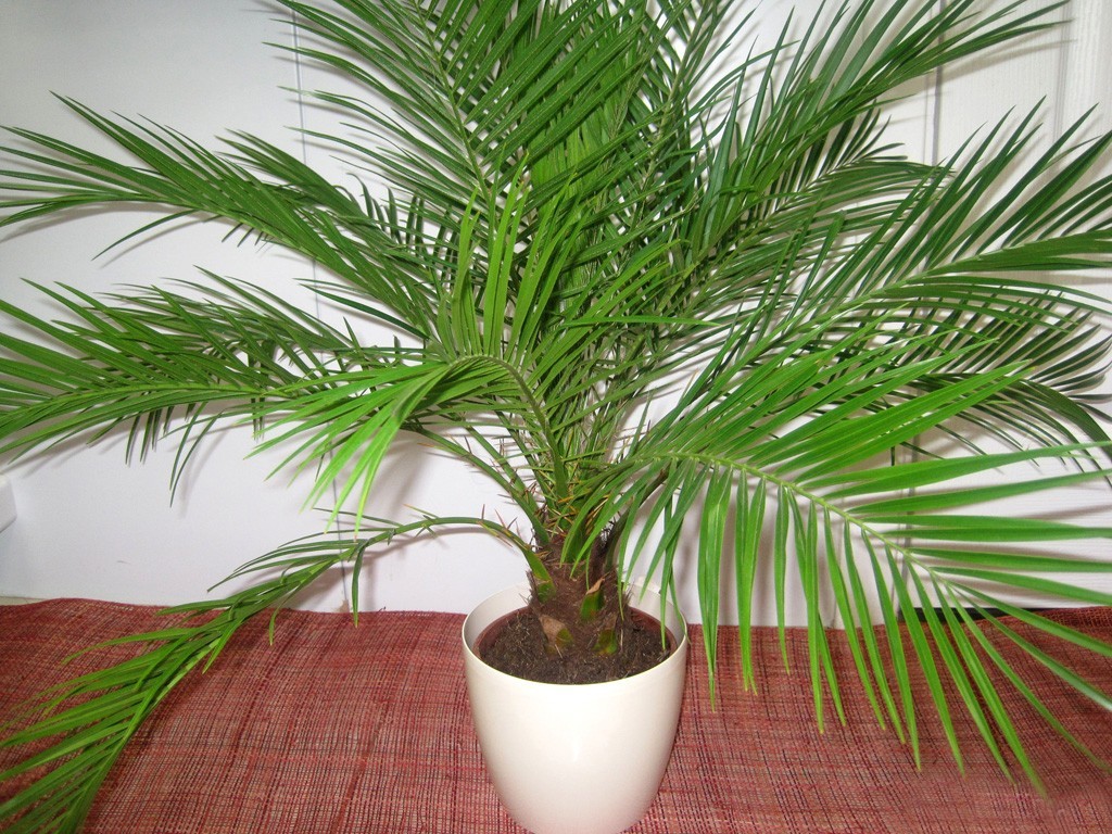 Palme