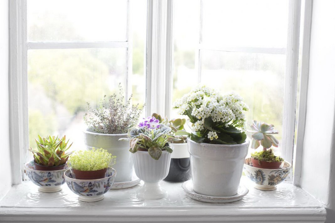 Fleurs