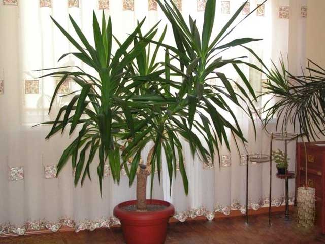 Yucca