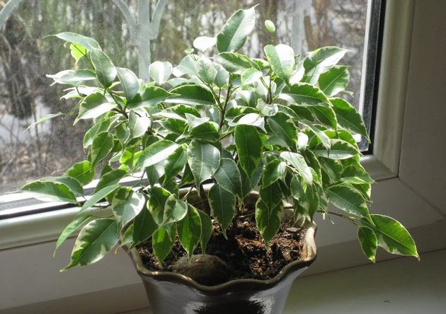 Beleuchtung für Ficus