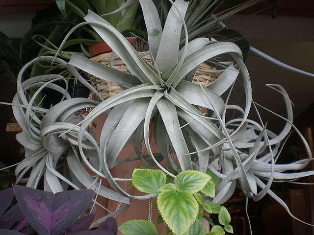 Tillandsia Atmospherica