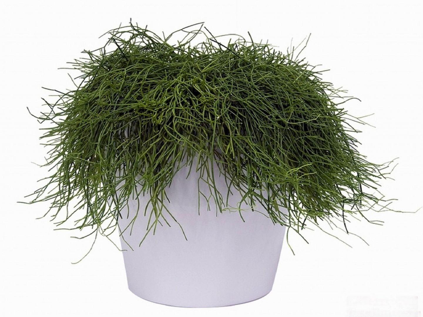 Rhipsalis capillaris