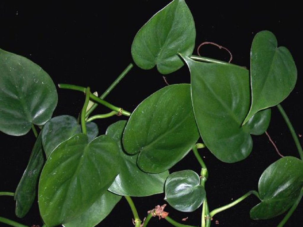 Philodendron-Kletterpflanze