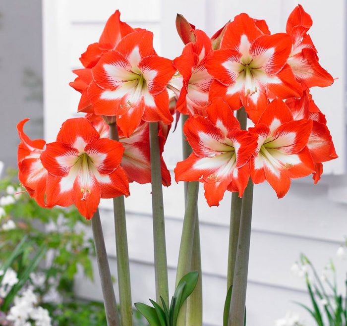 Amaryllis