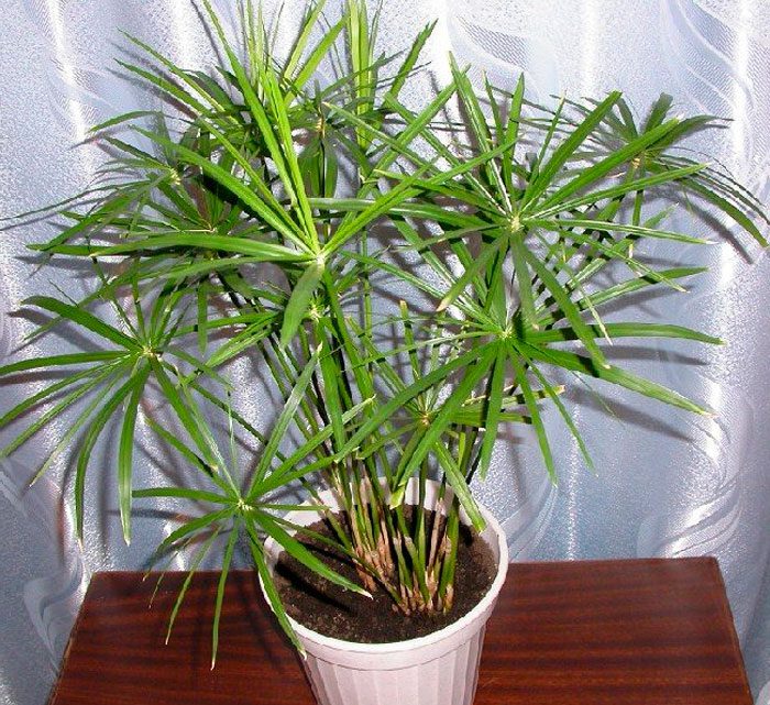 Cyperus