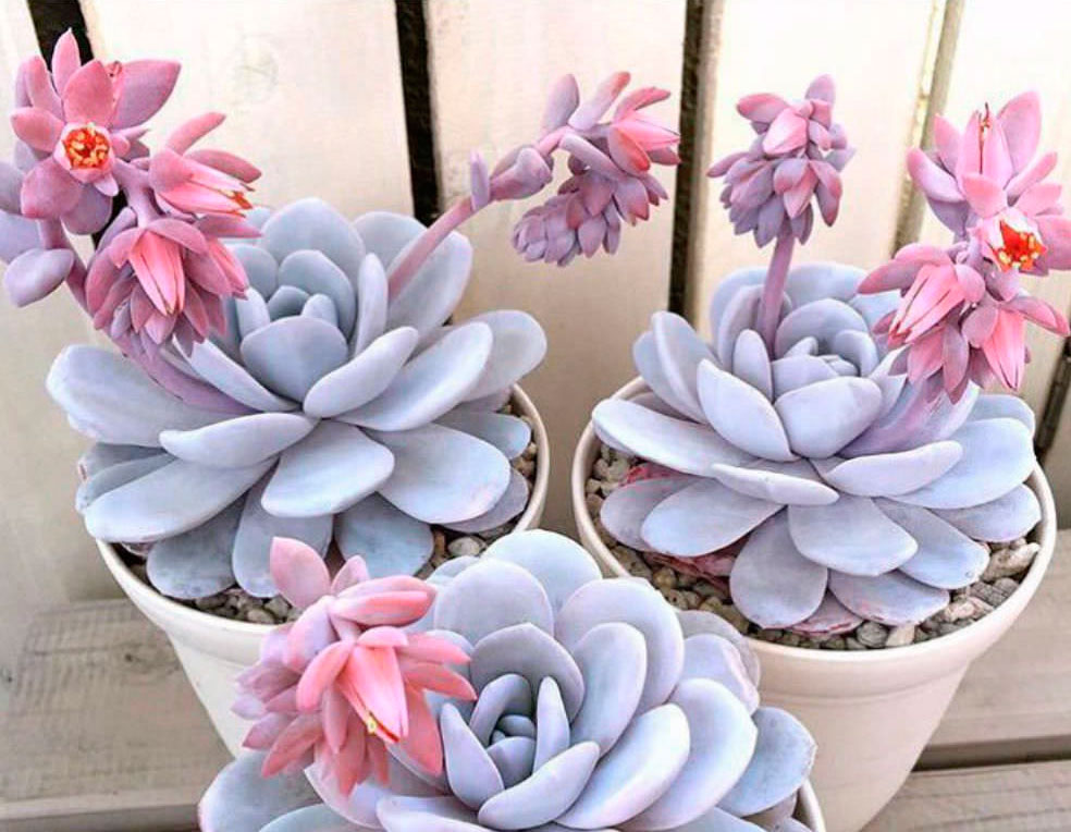 Echeveria