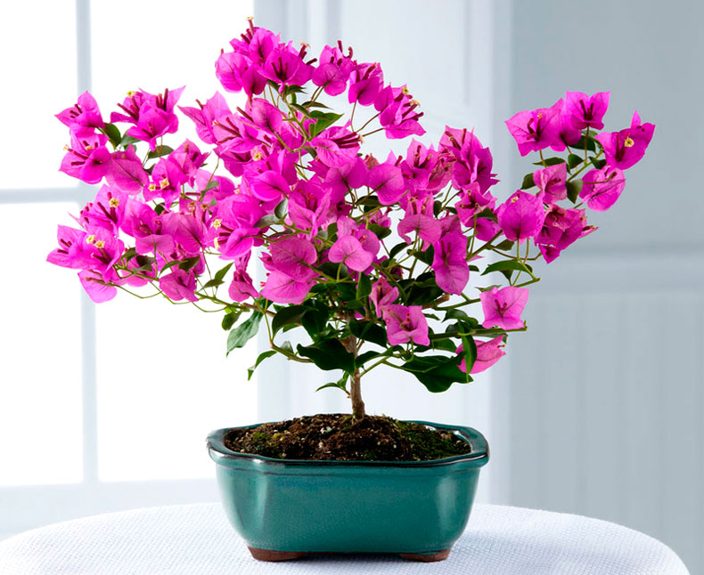 Bougainvillea