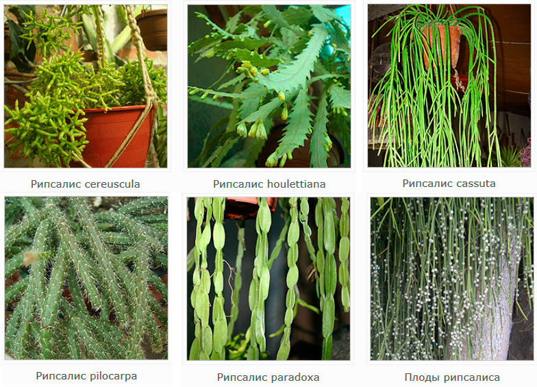 Rhipsalis-Arten