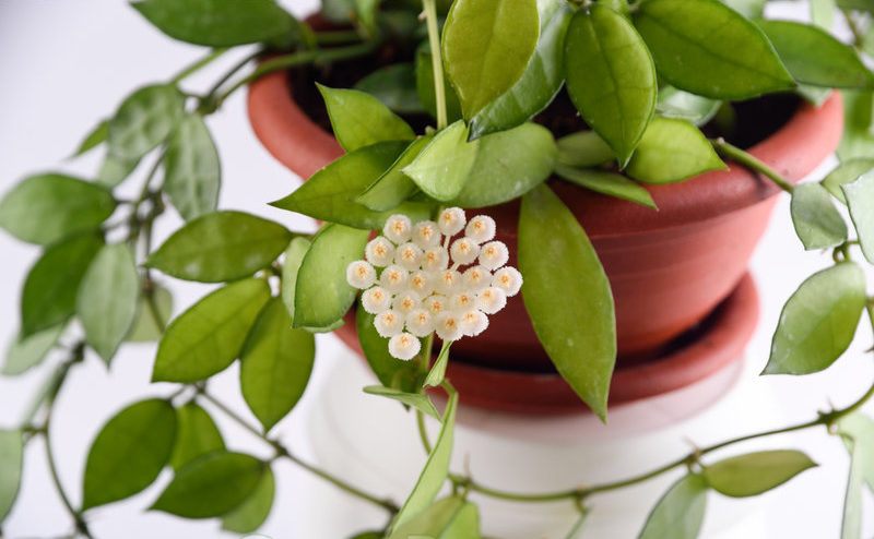 Hoya konkav