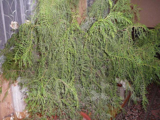 Thuja für den Innenbereich