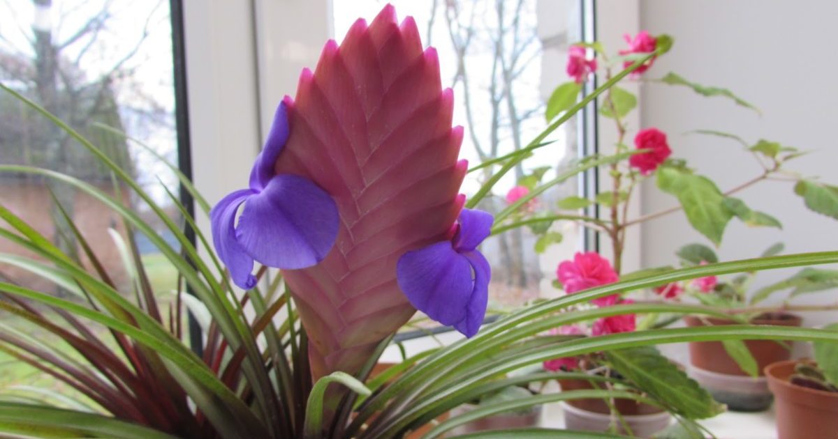 Tillandsia
