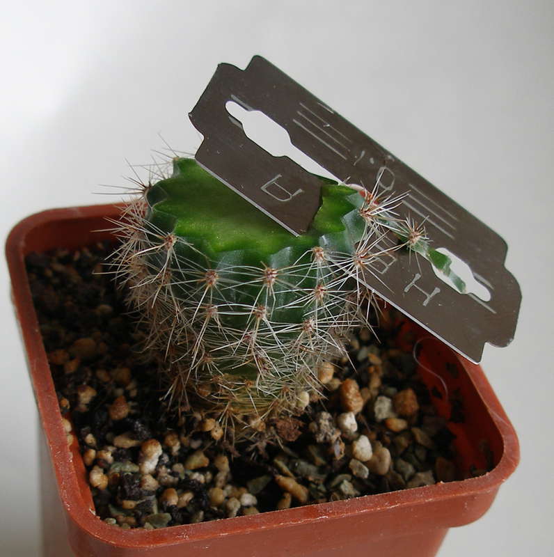 Greffage de cactus