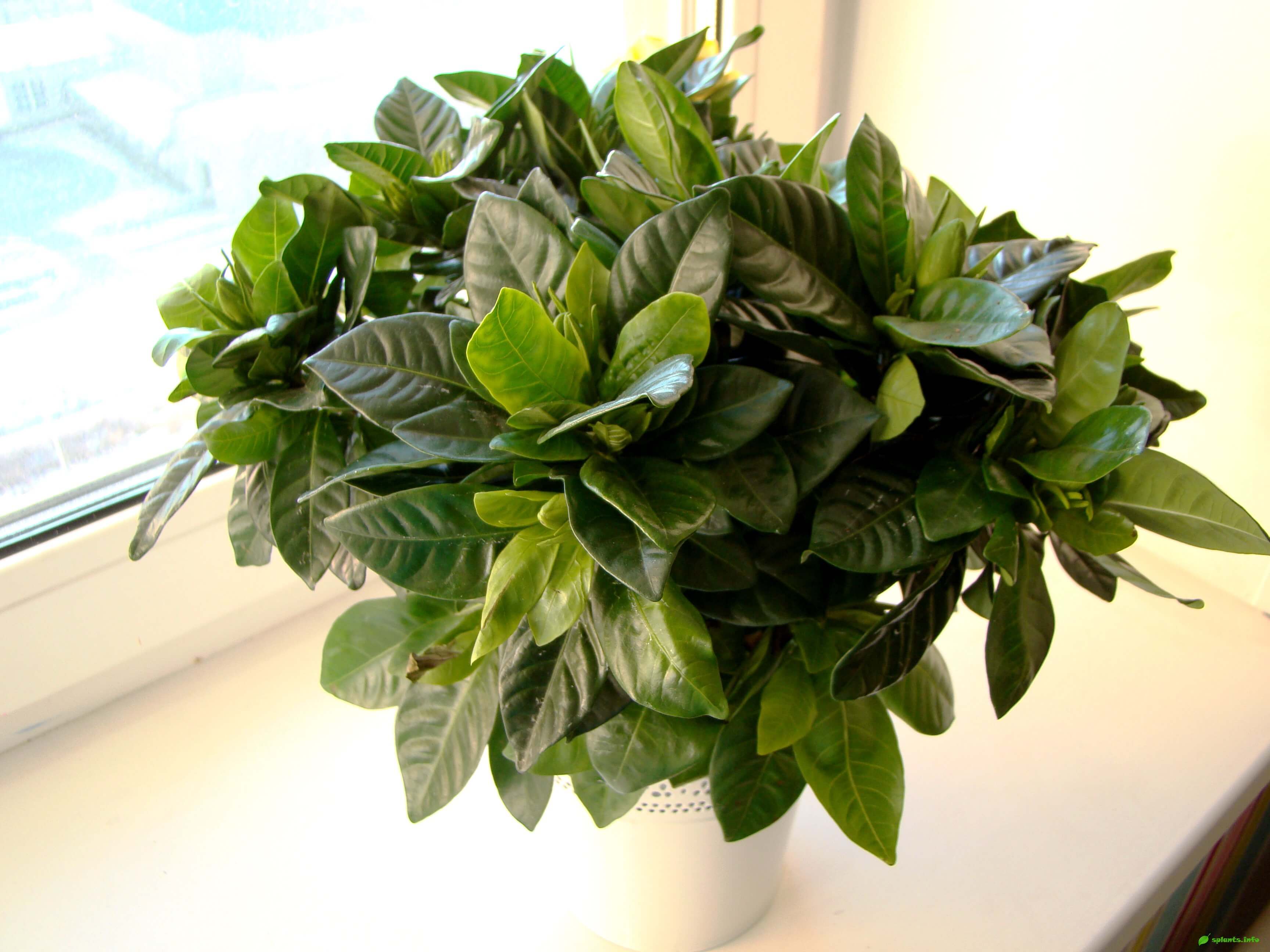 Gardenia