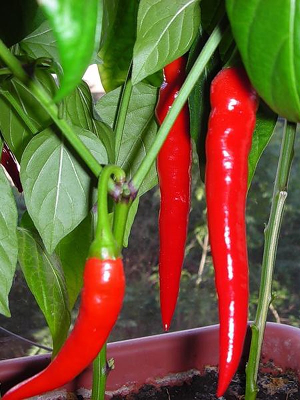 Astrakan