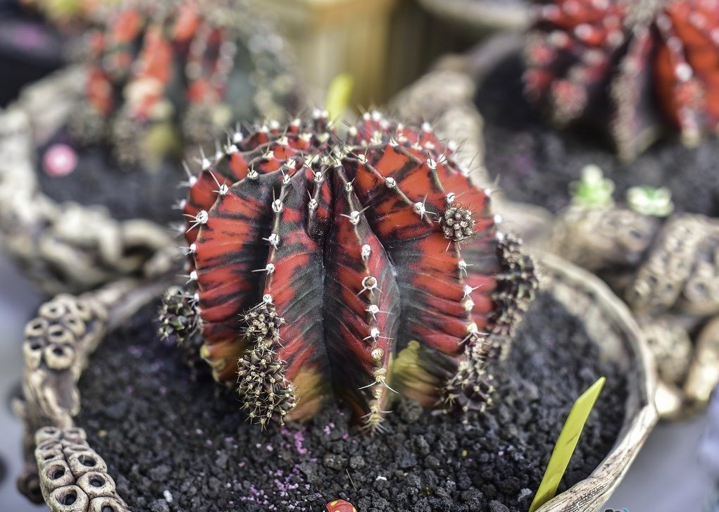 Gymnocalycium