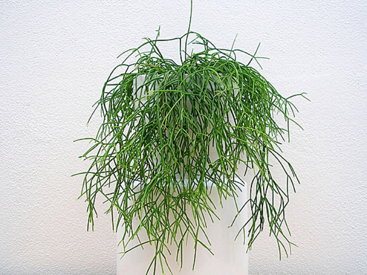 Rhipsalis