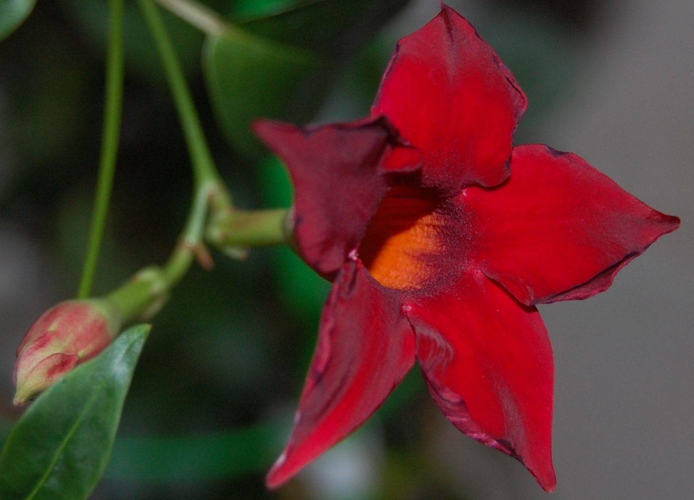 Dipladenia