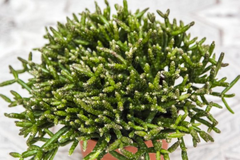 Rhipsalis Barchela