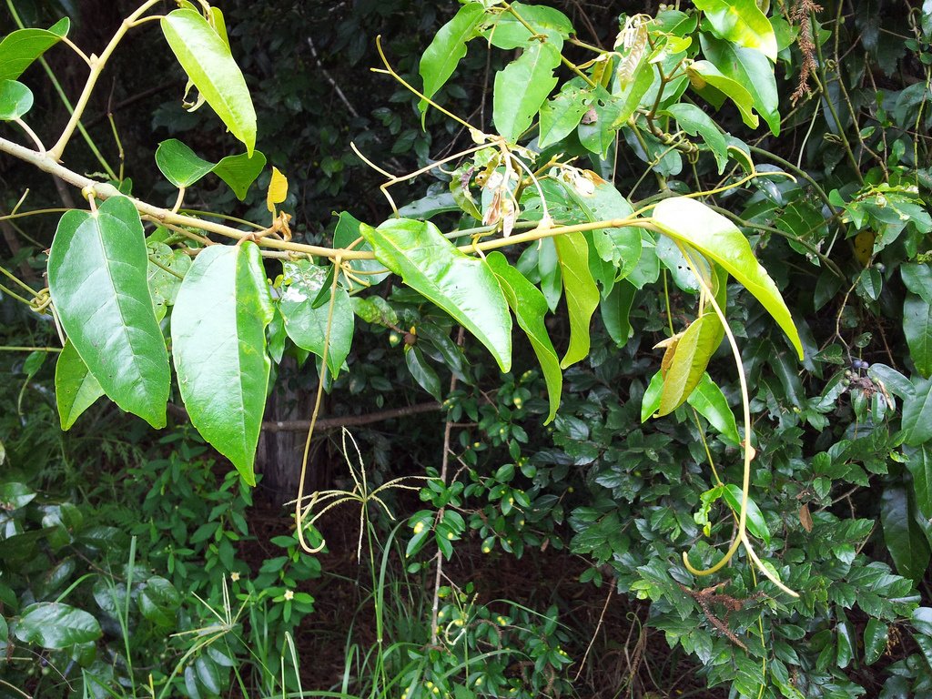 Antarktisches Cissus
