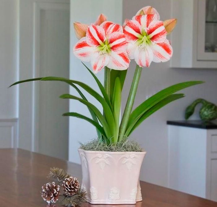 Amaryllis