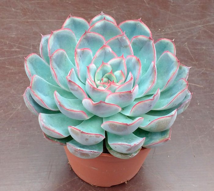 Echeveria