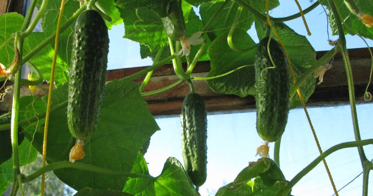 Pepinos