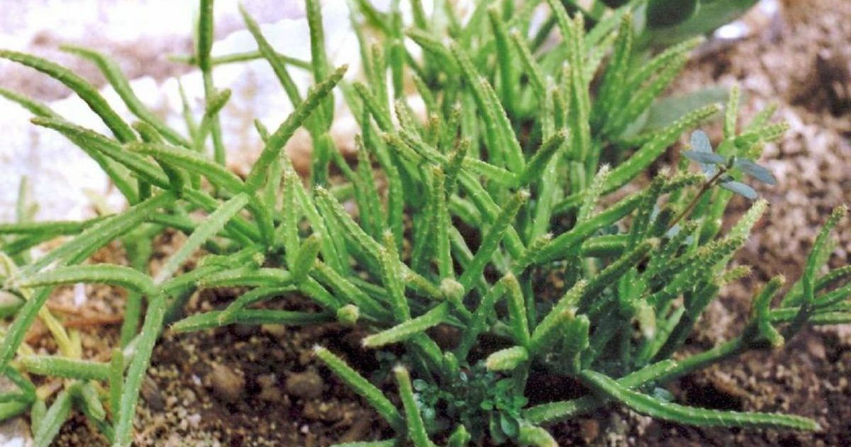 Rhipsalis