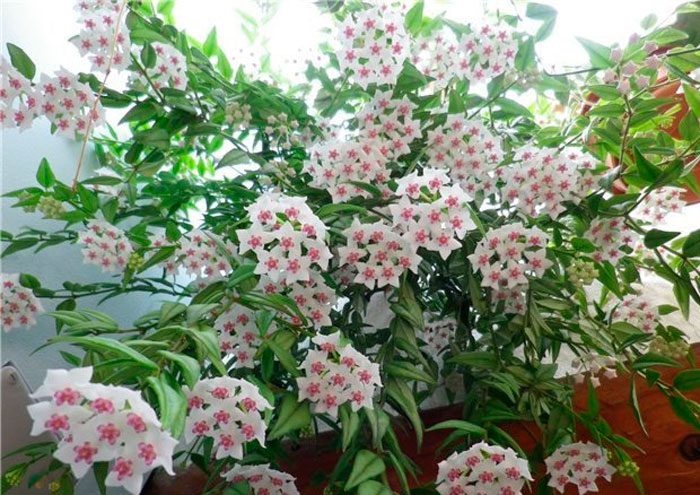 Hoya