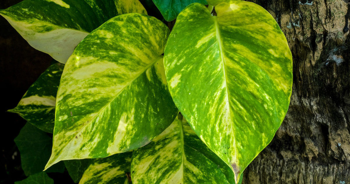 Scindapsus