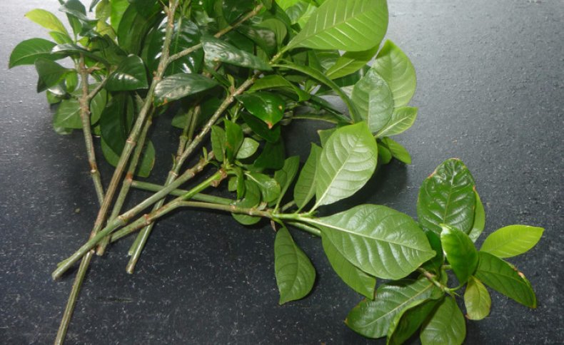 Talee di gardenia
