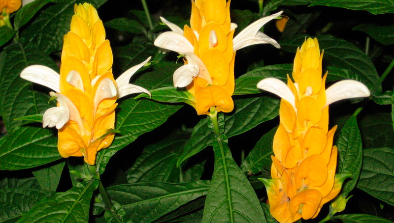 Pachystachys