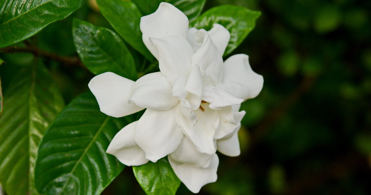 Gardenia