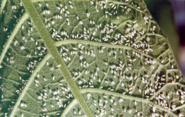 Aleurode