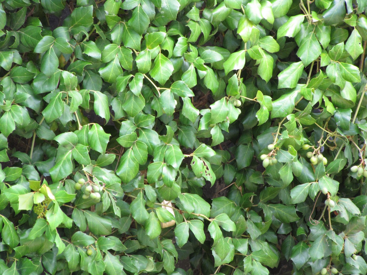 Cissus rhombifolia